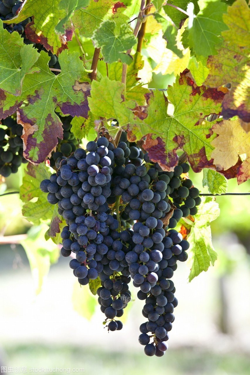 在法國波爾多地區(qū)的fontcaillebellevue的一棵古老的葡萄藤上,成熟的梅洛葡萄